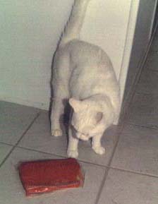 Thufferin` Thucatash!