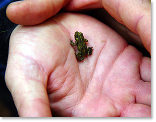 Kathy Sheehan photo of frog in hand